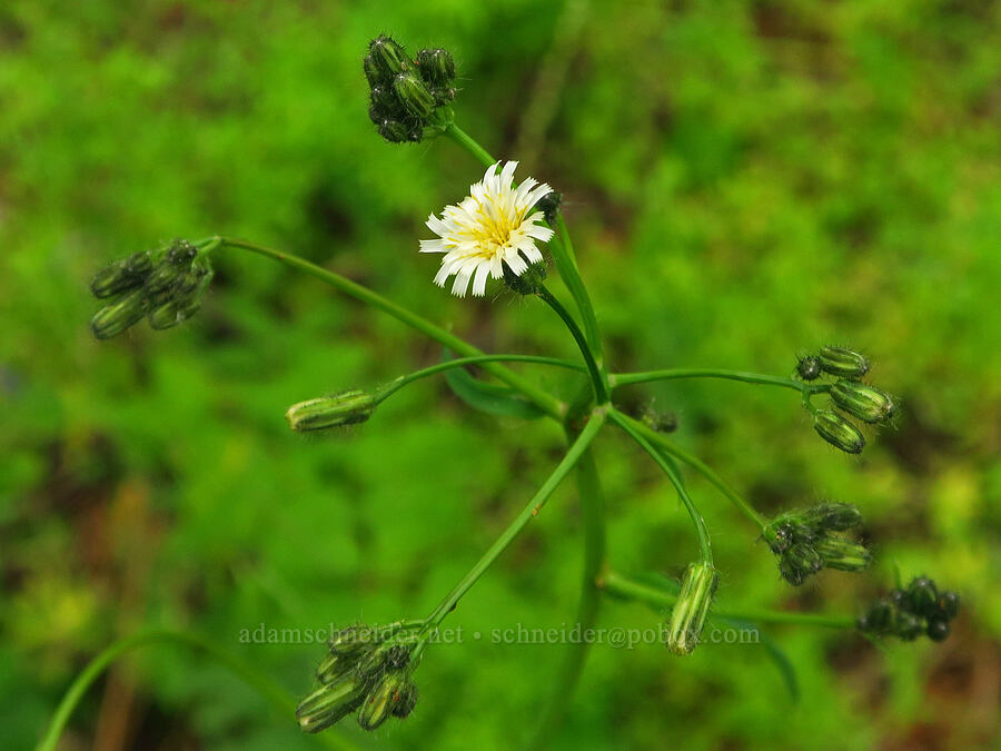 white hawkweed (Hieracium albiflorum) [Puffer Butte Trail, Fields Spring State Park, Asotin County, Washington]