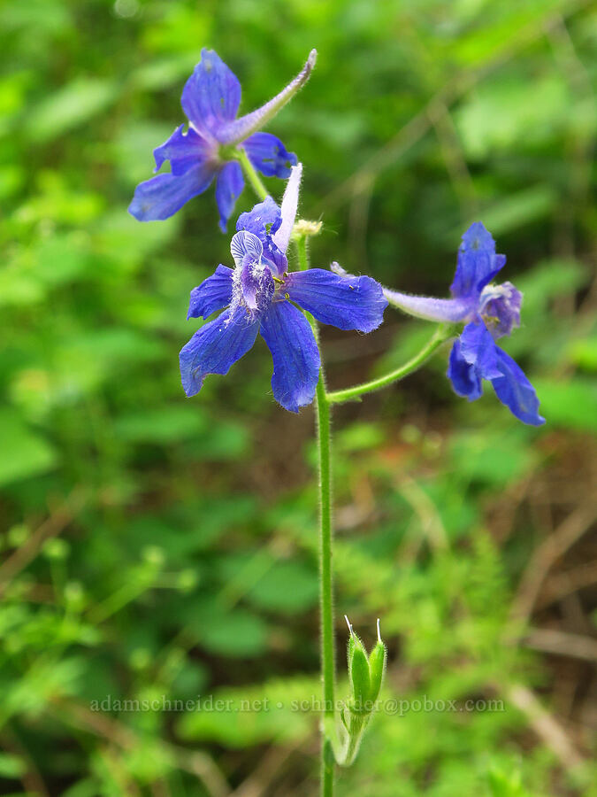 upland larkspur (Delphinium nuttallianum) [Puffer Butte Trail, Fields Spring State Park, Asotin County, Washington]