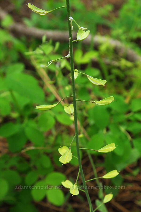 alpine penny-cress, going to seed (Noccaea fendleri ssp. glauca (Thlaspi fendleri var. glaucum)) [Puffer Butte Trail, Fields Spring State Park, Asotin County, Washington]