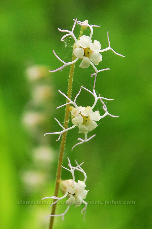 small-flowered mitrewort (Ozomelis stauropetala (Mitella stauropetala)) [Puffer Butte Trail, Fields Spring State Park, Asotin County, Washington]