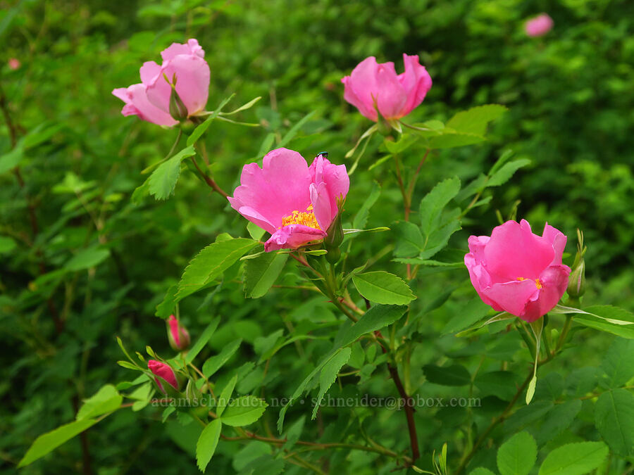 MacDougal's rose (Rosa nutkana ssp. macdougalii) [Puffer Butte Trail, Fields Spring State Park, Asotin County, Washington]