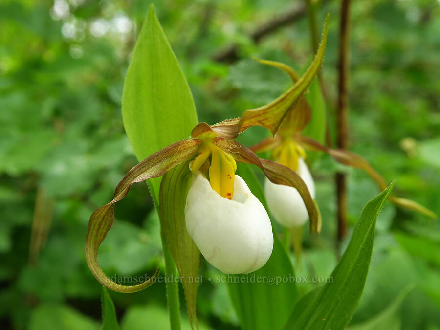 mountain lady's-slipper orchids (Cypripedium montanum) [Puffer Butte Trail, Fields Spring State Park, Asotin County, Washington]