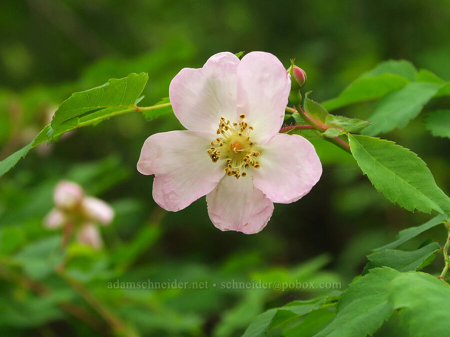 bald-hip rose (Rosa gymnocarpa) [Puffer Butte Trail, Fields Spring State Park, Asotin County, Washington]