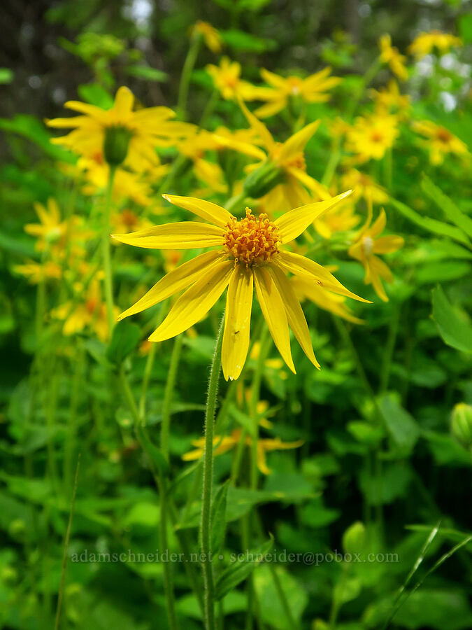 heart-leaf arnica (Arnica cordifolia) [Puffer Butte Trail, Fields Spring State Park, Asotin County, Washington]
