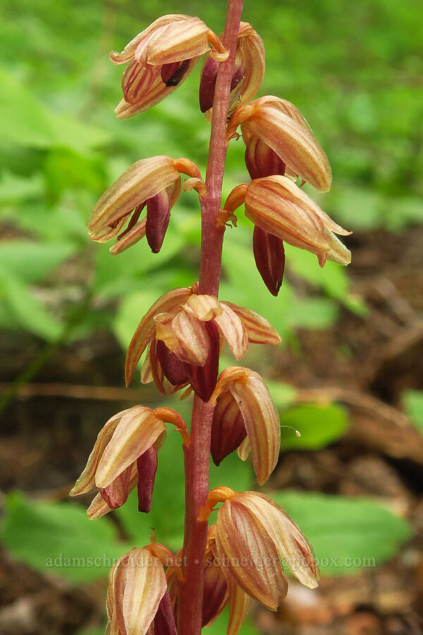 striped coral-root orchid (Corallorhiza striata) [Puffer Butte Trail, Fields Spring State Park, Asotin County, Washington]