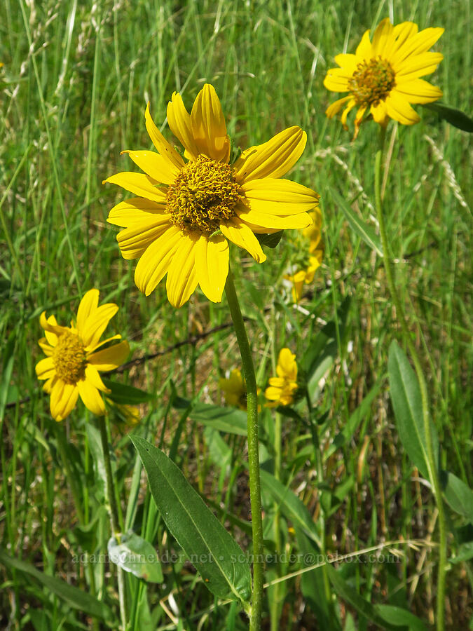 Douglas' sunflower (Helianthella uniflora) [Edeburn Gulch Road, Asotin County, Washington]