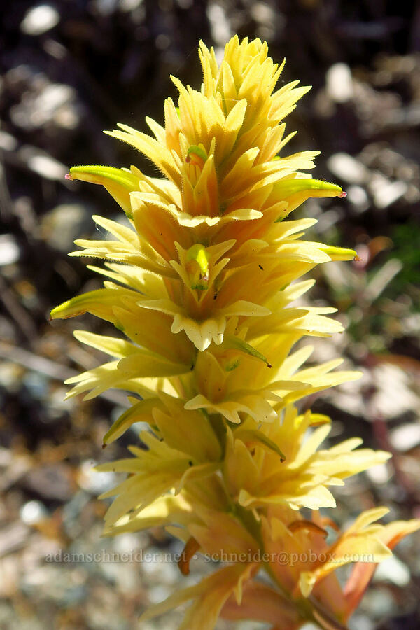 yellow Siskiyou paintbrush (Castilleja elata (Castilleja miniata ssp. elata)) [Douglas Park Drive, Del Norte County, California]