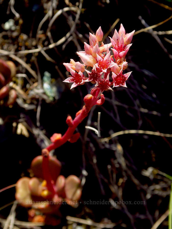 rosy stonecrop (Sedum laxum ssp. laxum) [Douglas Park Drive, Del Norte County, California]