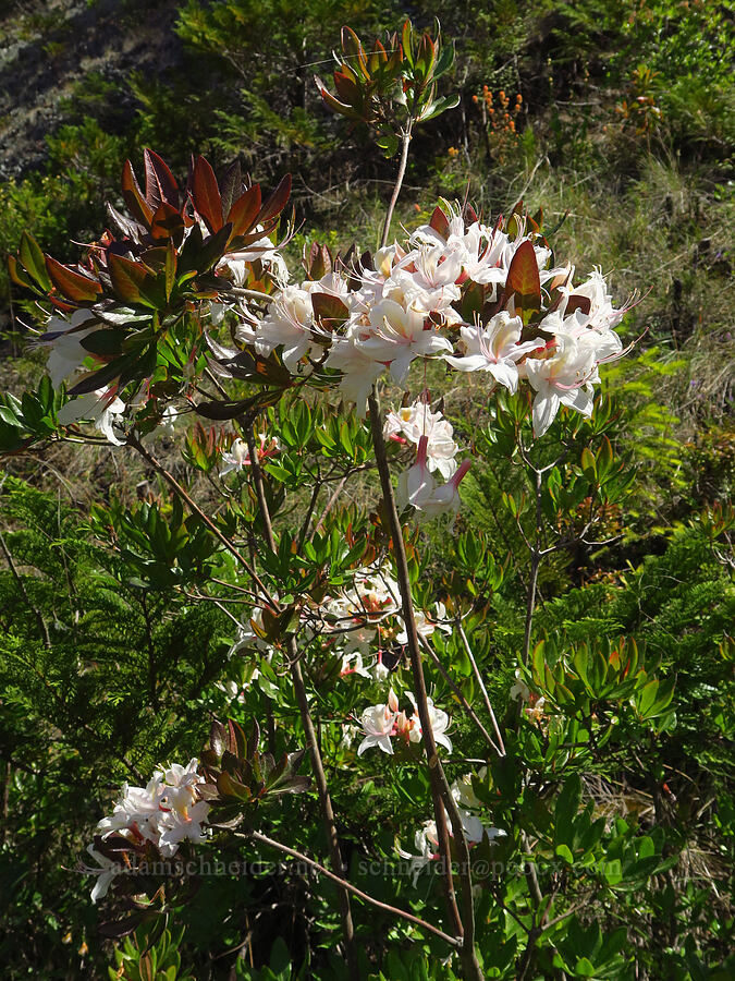 western azalea (Rhododendron occidentale) [Howland Hill Road, Del Norte County, California]