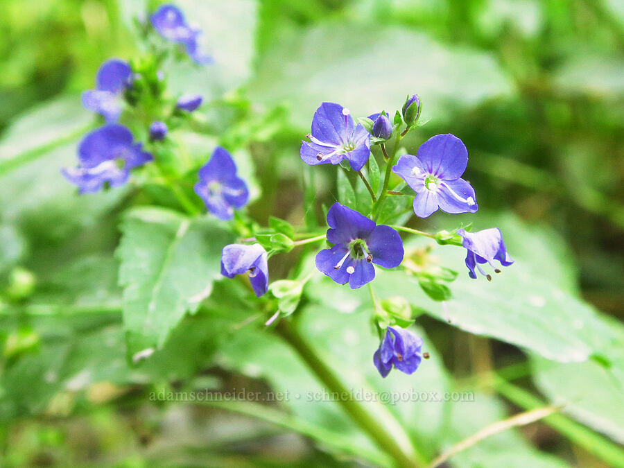 American speedwell (Veronica americana) [Howland Hill Road, Jedediah Smith Redwoods State Park, Del Norte County, California]