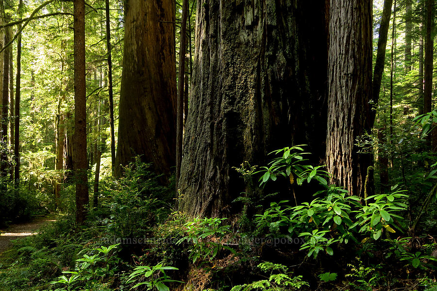 coast redwoods (Sequoia sempervirens) [Little Bald Hills Trail, Jedediah Smith Redwoods State Park, Del Norte County, California]