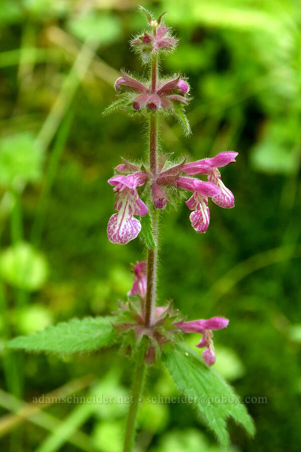 Mexican hedge-nettle (Stachys mexicana) [Mill Creek, Jedediah Smith Redwoods State Park, Del Norte County, California]