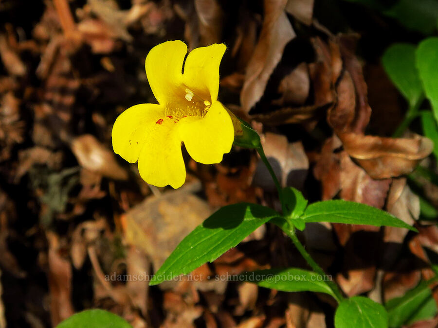 tooth-leaved monkeyflower (Erythranthe dentata) [Mill Creek, Jedediah Smith Redwoods State Park, Del Norte County, California]