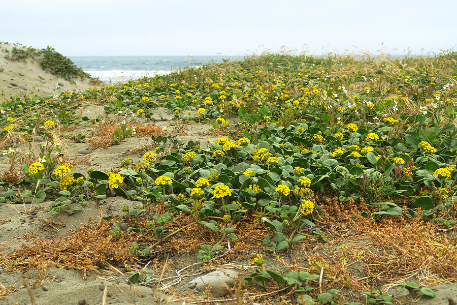 yellow sand-verbena (Abronia latifolia) [Crescent Beach, Redwood National Park, Del Norte County, California]