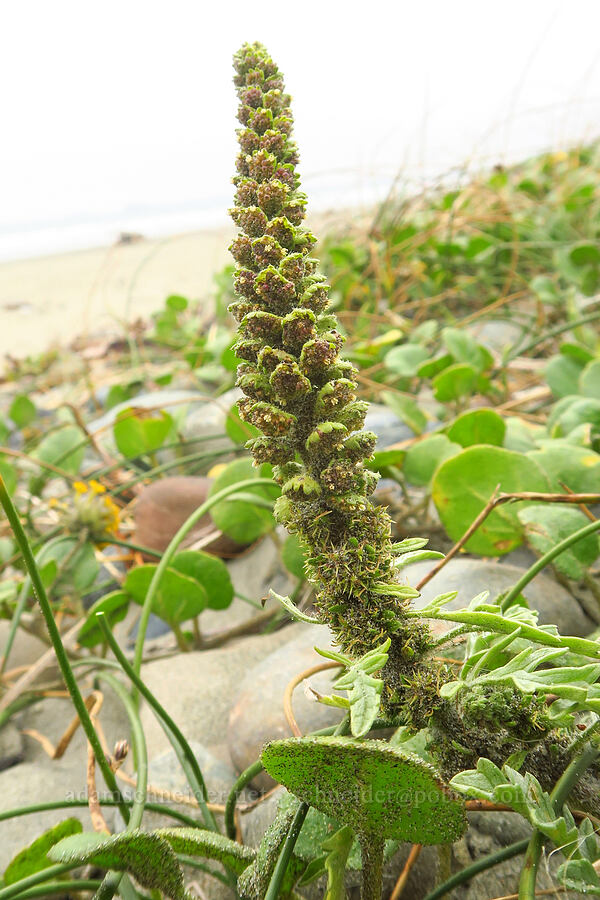 silver bur ragweed (Ambrosia chamissonis) [Crescent Beach, Redwood National Park, Del Norte County, California]