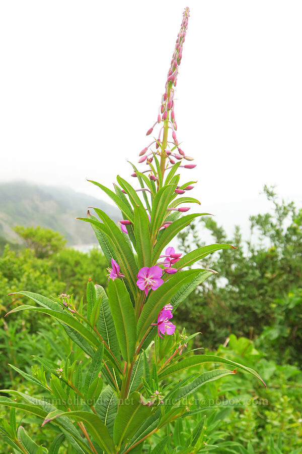 fireweed (Chamerion angustifolium (Chamaenerion angustifolium) (Epilobium angustifolium)) [Crescent Beach Overlook, Redwood National Park, Del Norte County, California]