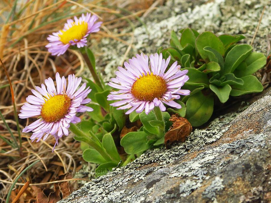 seaside daisy/fleabane (Erigeron glaucus) [Crescent Beach Overlook, Redwood National Park, Del Norte County, California]