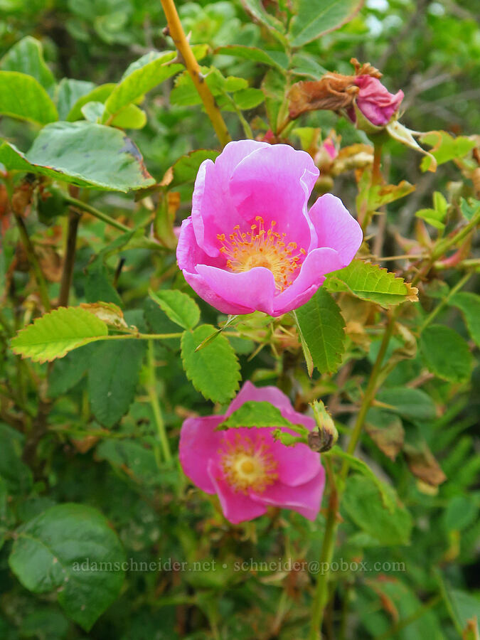 Nootka rose (Rosa nutkana ssp. nutkana) [Crescent Beach Overlook, Redwood National Park, Del Norte County, California]