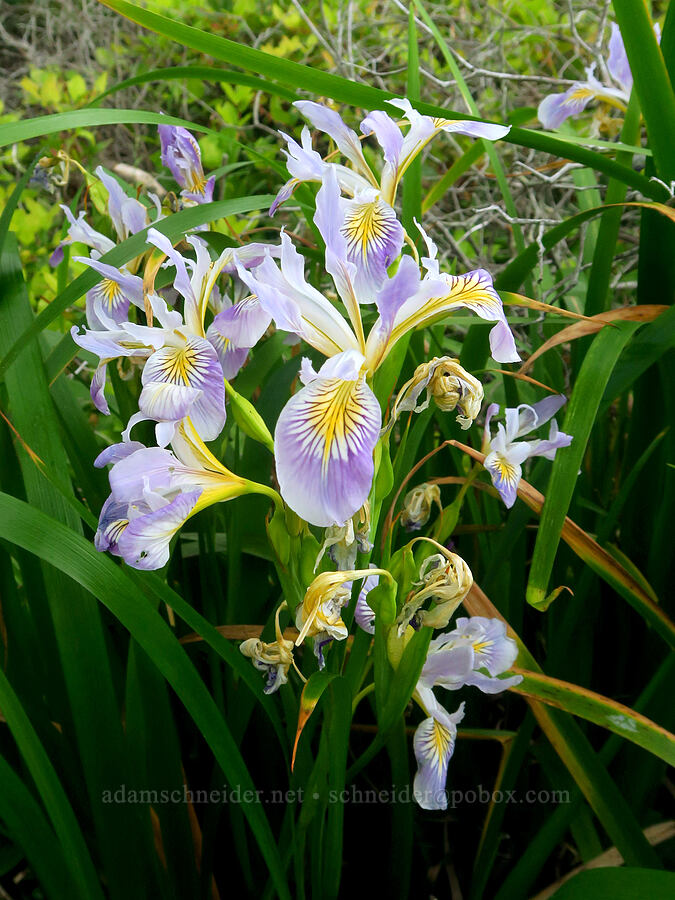 Douglas' iris (Iris douglasiana) [Crescent Beach Overlook, Redwood National Park, Del Norte County, California]