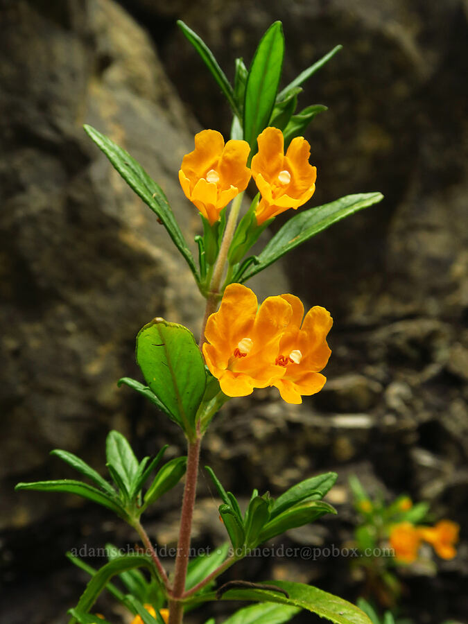 sticky orange monkeyflower (Diplacus aurantiacus (Mimulus aurantiacus)) [Coastal Trail, Redwood National Park, Del Norte County, California]