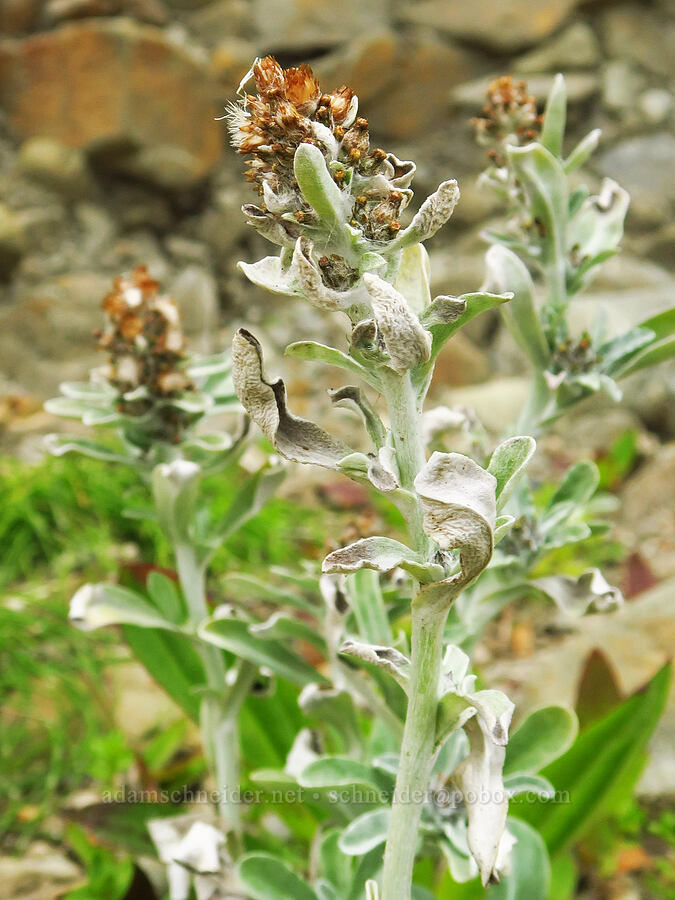 featherweed (purple cudweed) (Gamochaeta ustulata (Gnaphalium purpureum)) [Enderts Beach, Redwood National Park, Del Norte County, California]