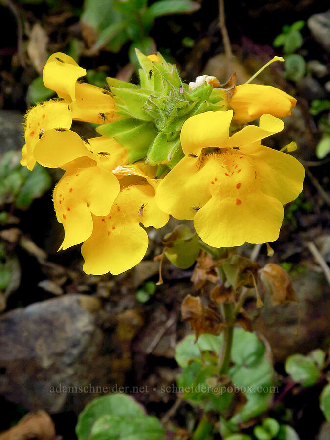 magnificent monkeyflower, covered in midges (Erythranthe grandis (Mimulus grandis)) [Enderts Beach, Redwood National Park, Del Norte County, California]