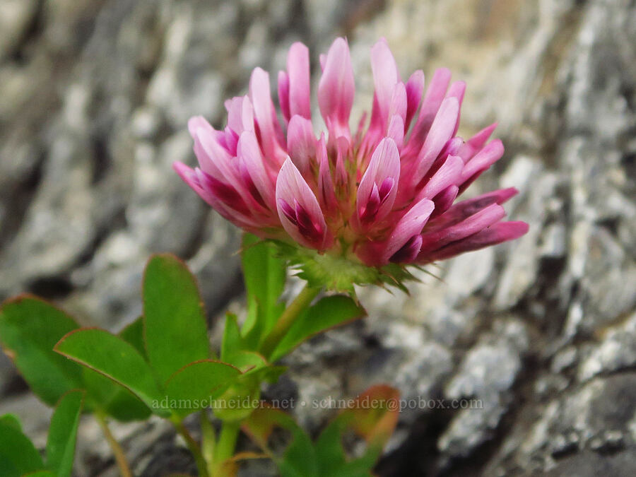 spring-bank clover (Trifolium wormskioldii) [Enderts Beach, Redwood National Park, Del Norte County, California]