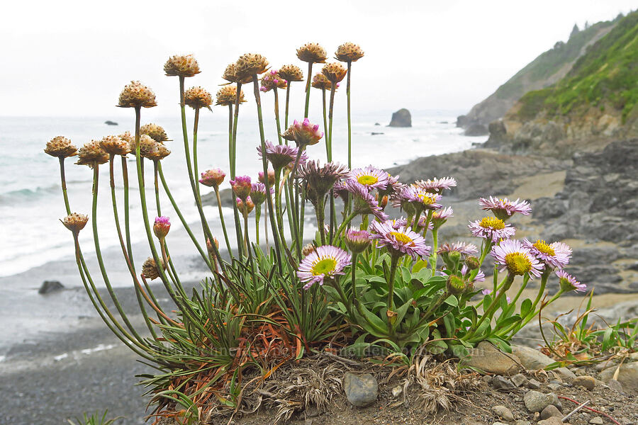 seaside daisies & sea thrift (Erigeron glaucus, Armeria maritima) [Enderts Beach, Redwood National Park, Del Norte County, California]