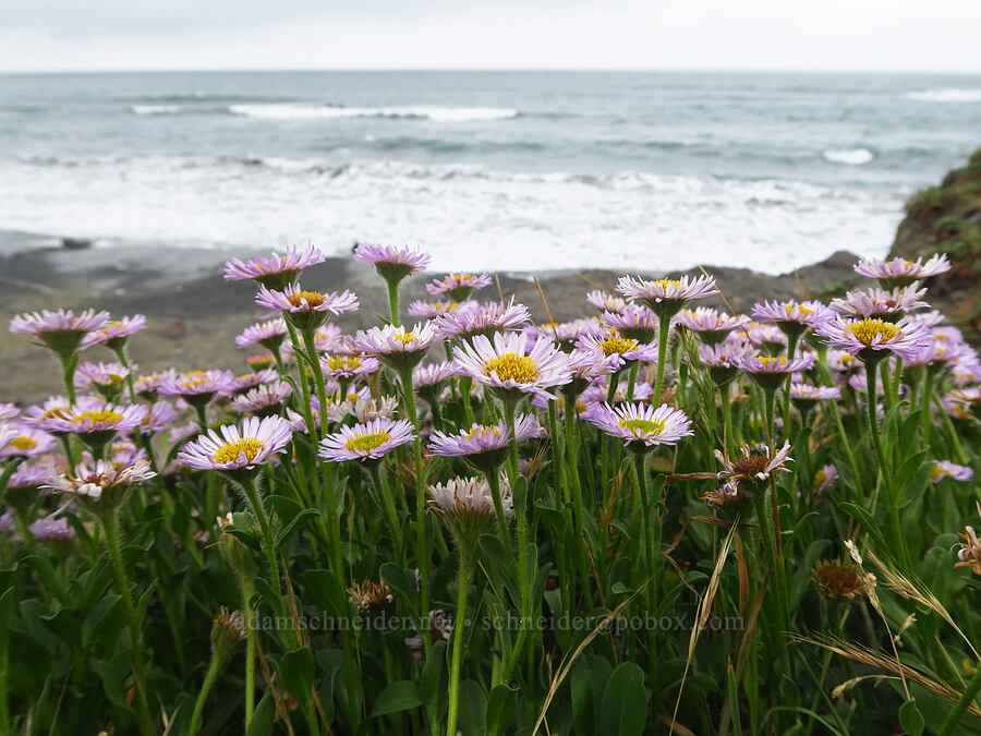 seaside daisy/fleabane (Erigeron glaucus) [Enderts Beach, Redwood National Park, Del Norte County, California]