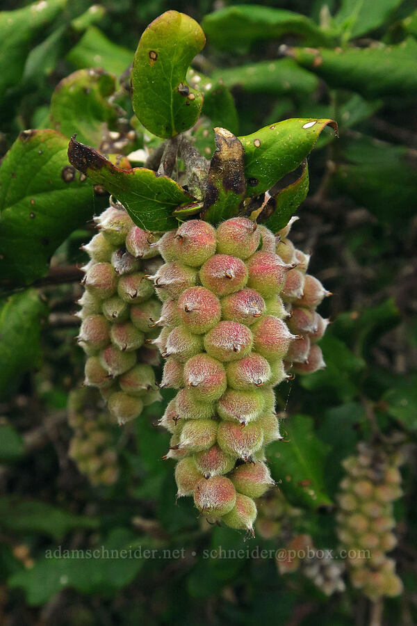 coast silk-tassel fruits (Garrya elliptica) [Coastal Trail, Redwood National Park, Del Norte County, California]