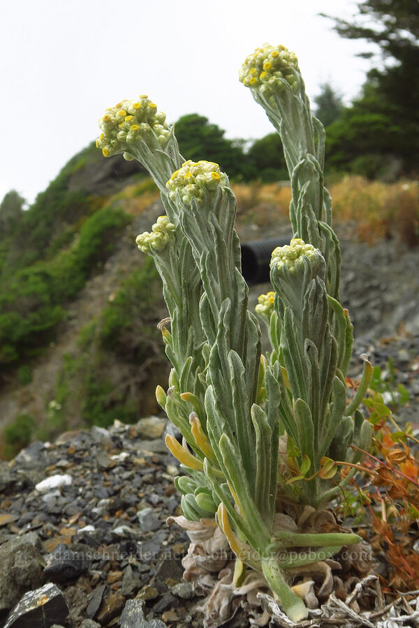 cotton-batting plant (Pseudognaphalium stramineum (Gnaphalium stramineum)) [Coastal Trail, Redwood National Park, Del Norte County, California]