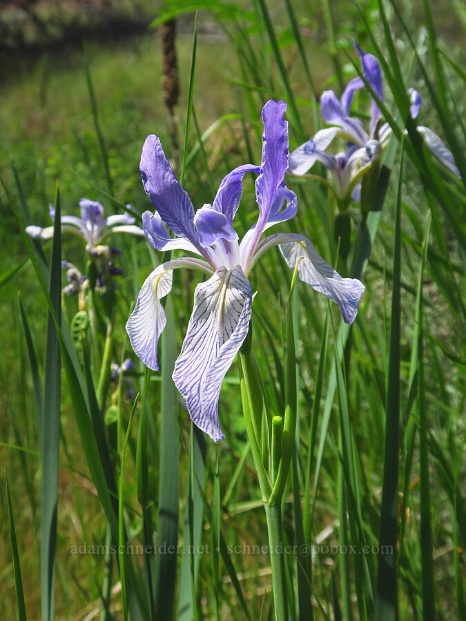 Rocky Mountain iris (Iris missouriensis) [Smith Rock State Park, Deschutes County, Oregon]