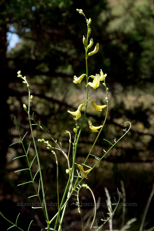 thread-stalk milk-vetch (Astragalus filipes) [Smith Rock State Park, Deschutes County, Oregon]