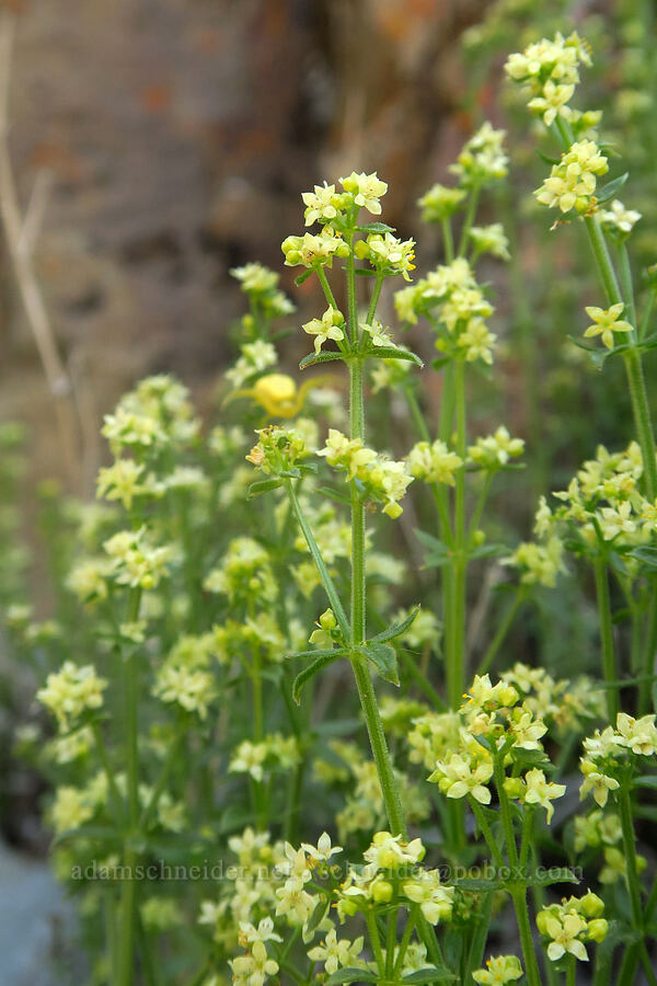 intermountain bedstraw (Galium serpenticum (Galium multiflorum)) [Smith Rock State Park, Deschutes County, Oregon]