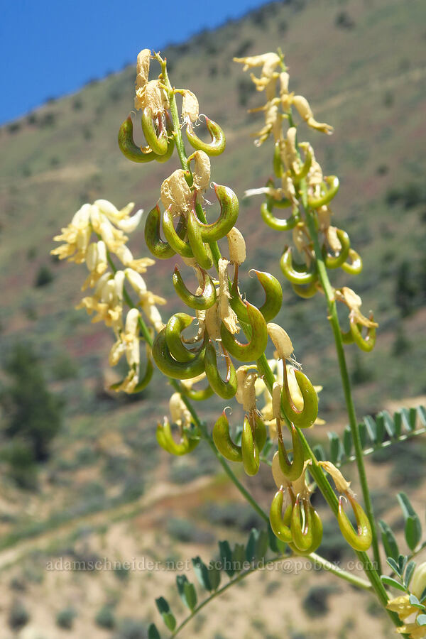 curve-pod milk-vetch (Astragalus curvicarpus) [Smith Rock State Park, Deschutes County, Oregon]