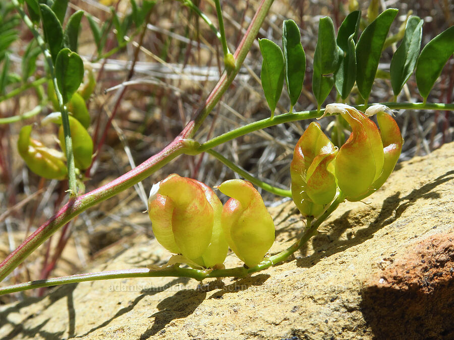 freckled milk-vetch pods (Astragalus lentiginosus) [Smith Rock State Park, Deschutes County, Oregon]
