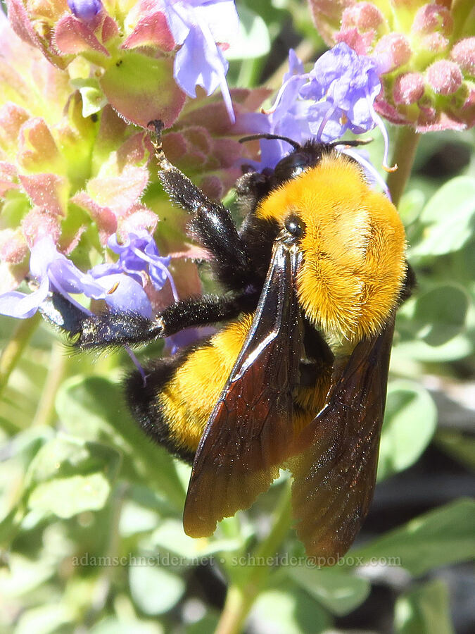 Morrison's bumblebee on purple sage (Bombus morrisoni, Salvia dorrii) [Smith Rock State Park, Deschutes County, Oregon]