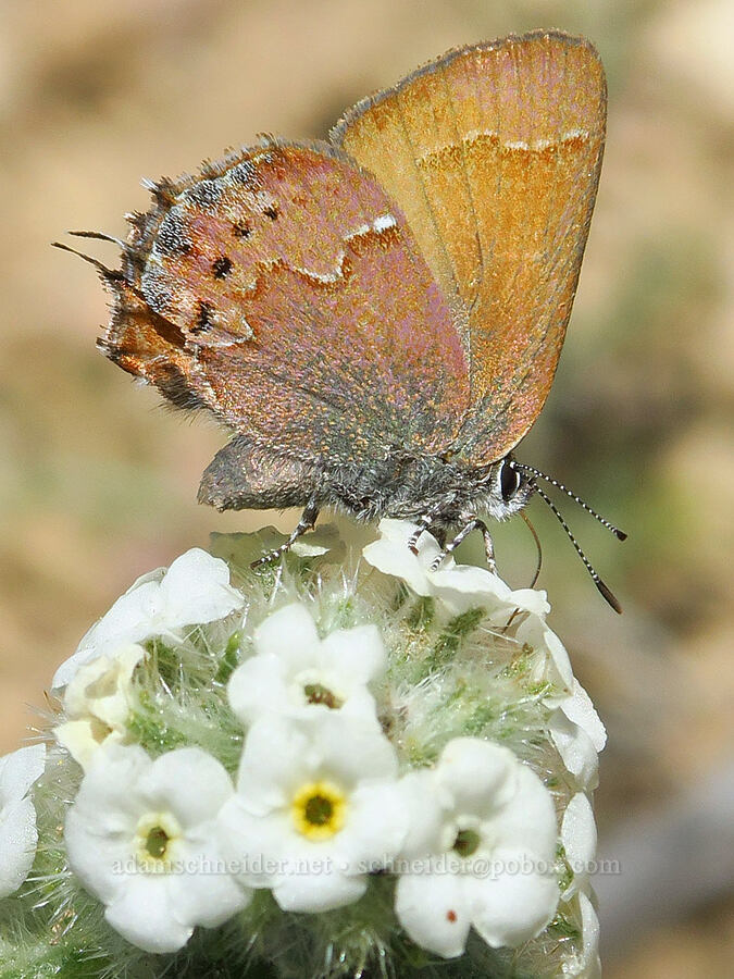 juniper hairstreak butterfly on cock's-comb cryptantha (Callophrys gryneus, Oreocarya glomerata (Cryptantha celosioides)) [Smith Rock State Park, Deschutes County, Oregon]