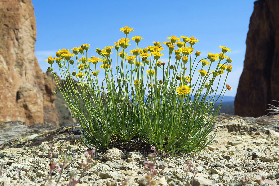desert yellow daisies (Erigeron linearis) [Smith Rock State Park, Deschutes County, Oregon]