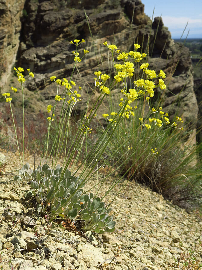 Blue Mountain buckwheat (Eriogonum strictum var. anserinum) [Smith Rock State Park, Deschutes County, Oregon]