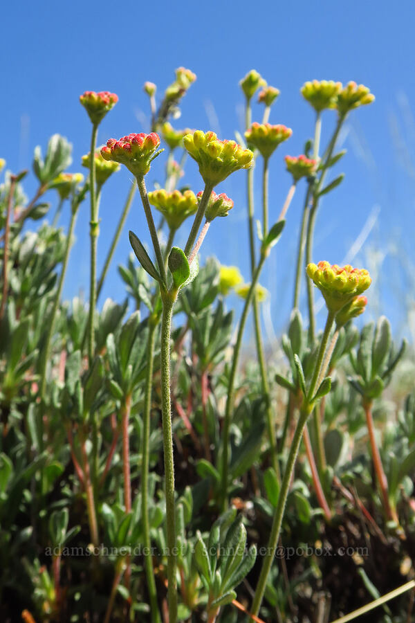 rock buckwheat, budding (Eriogonum sphaerocephalum) [Smith Rock State Park, Deschutes County, Oregon]