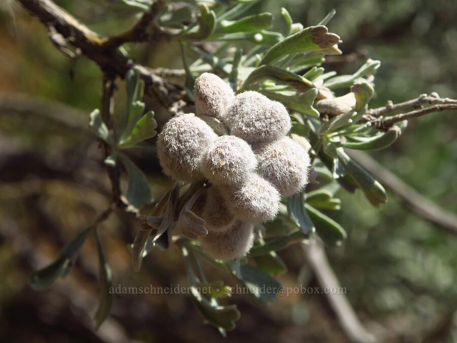 hairy sponge galls on sagebrush (Rhopalomyia hirtipomum, Artemisia tridentata) [Smith Rock State Park, Deschutes County, Oregon]