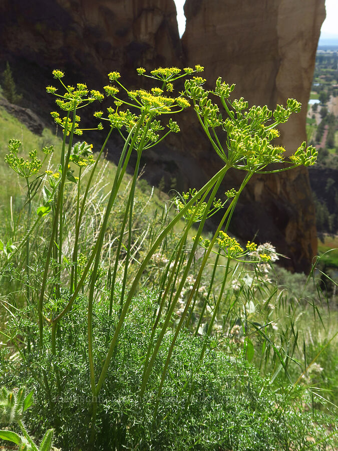 turpentine spring-parsley (Cymopterus terebinthinus (Pteryxia terebinthina)) [Smith Rock State Park, Deschutes County, Oregon]