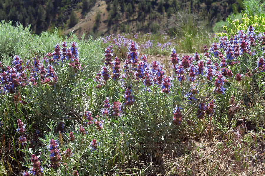 purple sage (Salvia dorrii) [Smith Rock State Park, Deschutes County, Oregon]