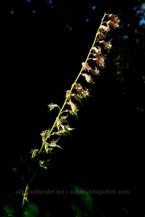 piggy-back plant, going to seed (Tolmiea menziesii (Tiarella menziesii)) [Grouse Vista Trail, Yacolt Burn State Forest, Clark County, Washington]