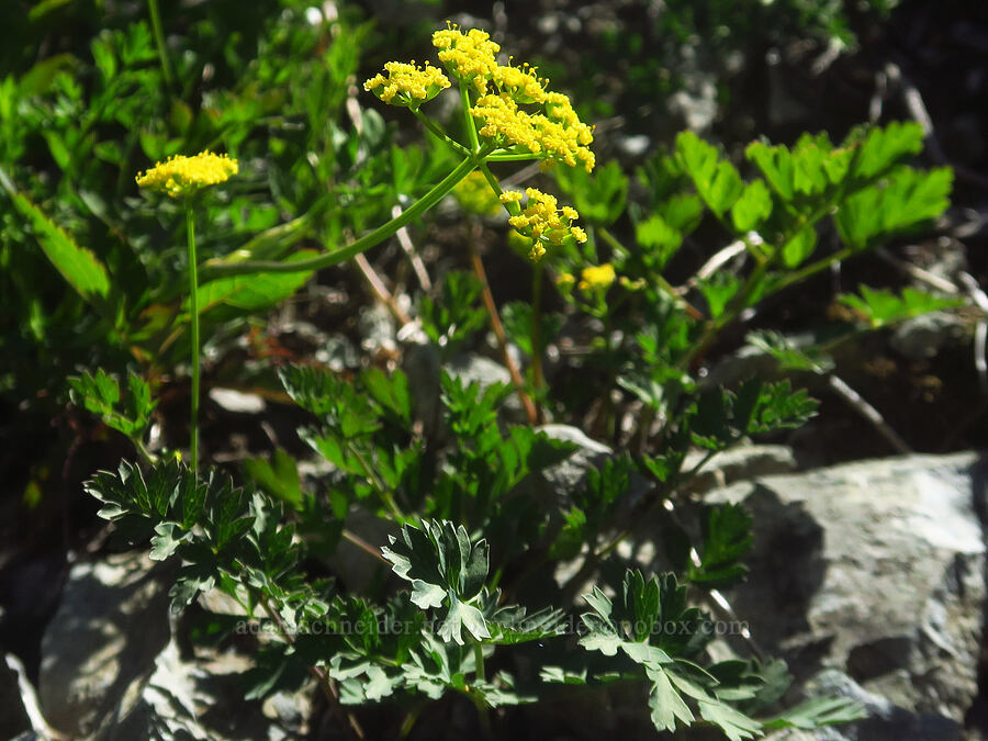 Cascade desert parsley (Lomatium martindalei) [Grouse Vista Trail, Gifford Pinchot National Forest, Clark County, Washington]