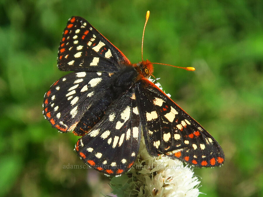 checkerspot butterfly on bistort (Euphydryas colon (Euphydryas chalcedona colon), Bistorta bistortoides (Polygonum bistortoides)) [Grouse Vista Trail, Gifford Pinchot National Forest, Clark County, Washington]