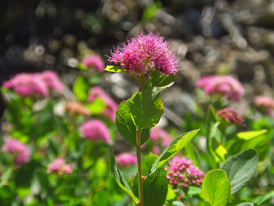 subalpine spirea (Spiraea splendens (Spiraea densiflora)) [Grouse Vista Trail, Gifford Pinchot National Forest, Clark County, Washington]