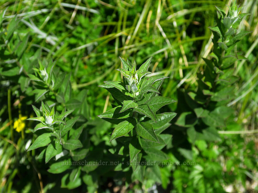 Cascade aster leaves (Eucephalus ledophyllus (Aster ledophyllus)) [Silver Star Trail, Gifford Pinchot National Forest, Skamania County, Washington]