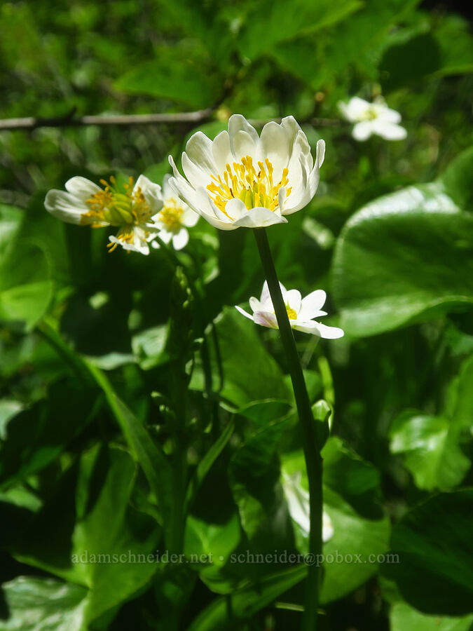 white marsh-marigold (Caltha biflora (Caltha leptosepala var. biflora)) [Silver Star Spring, Gifford Pinchot National Forest, Skamania County, Washington]